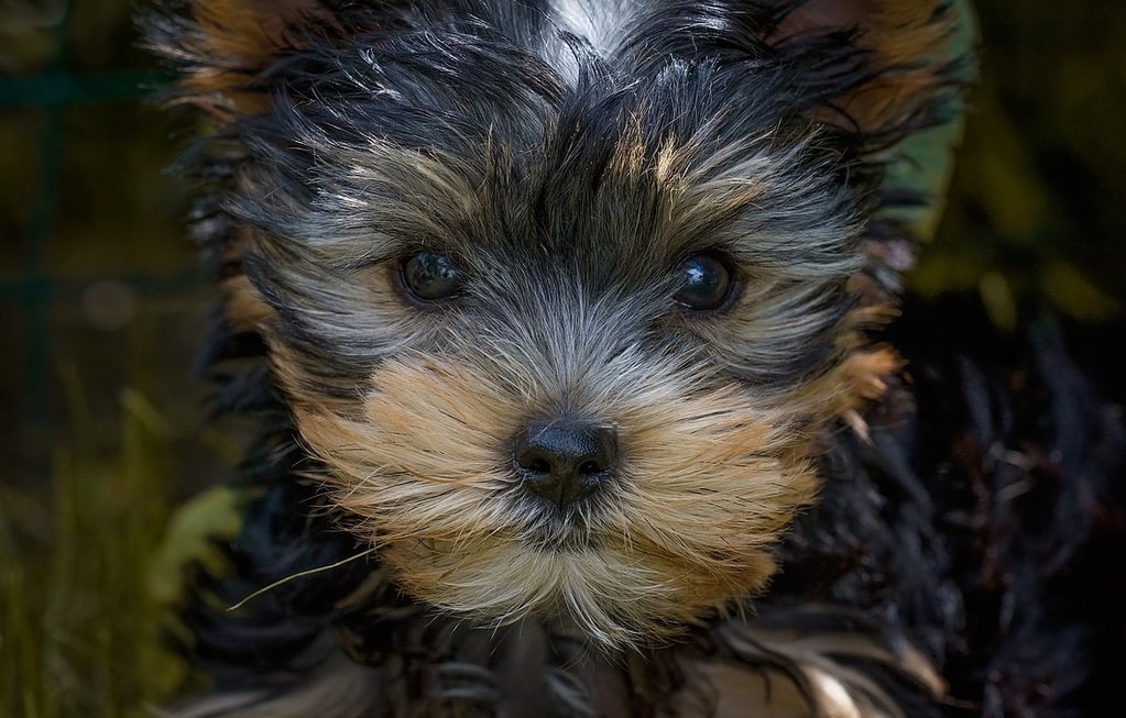 Les bases du dressage pour un chiot bien éduqué