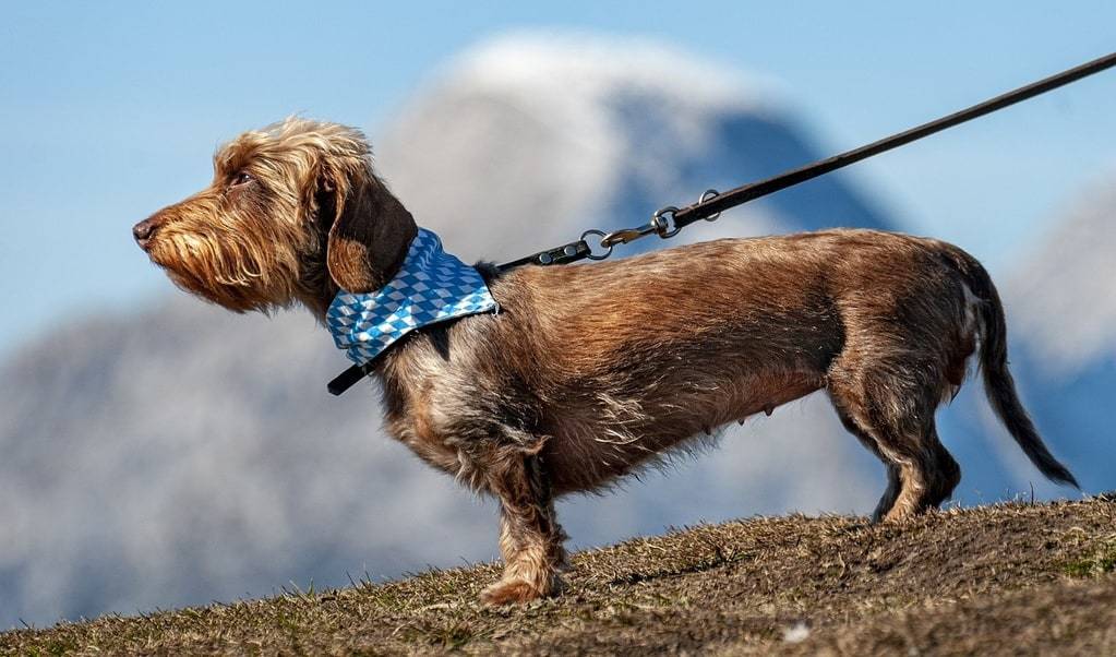 Les erreurs à éviter lors du dressage de votre chien