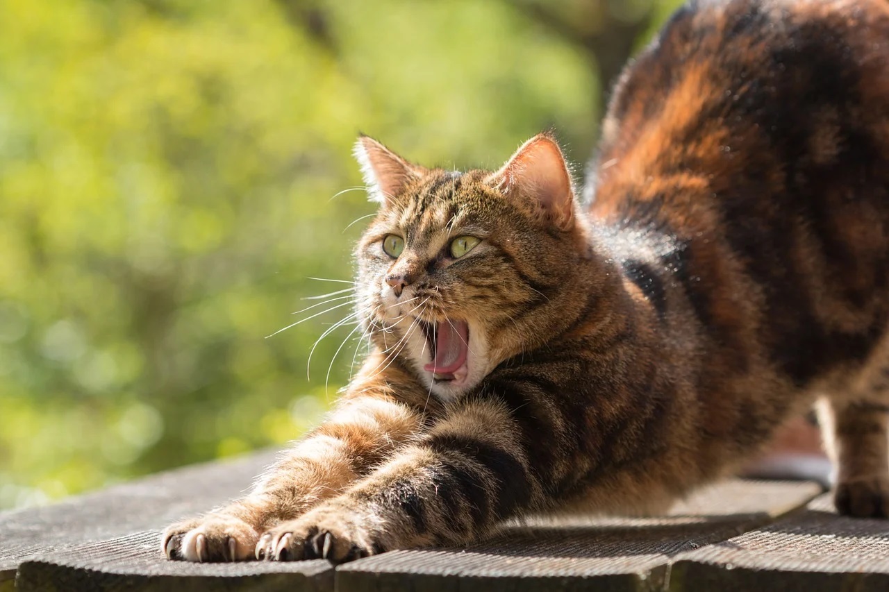 Pourquoi il est important de vermifuger son chat régulièrement ?